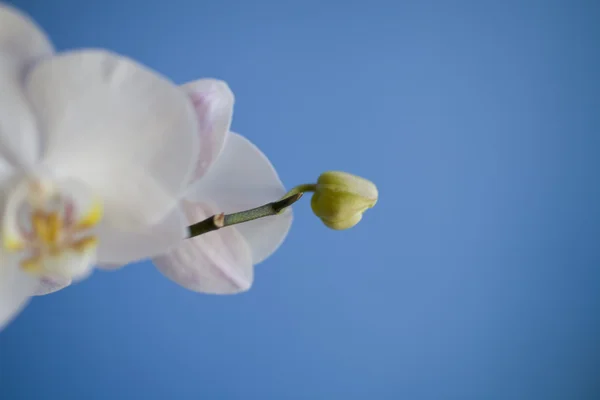 Orquídea Blanca Sobre Fondo Azul —  Fotos de Stock