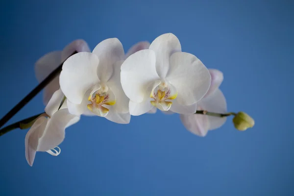 Orquídea Blanca Sobre Fondo Azul —  Fotos de Stock