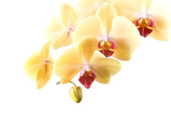 Orquídea Flor Naranja Amarilla Sobre Fondo Blanco —  Fotos de Stock