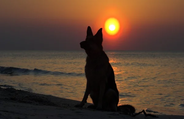 Sahilde vakit köpek