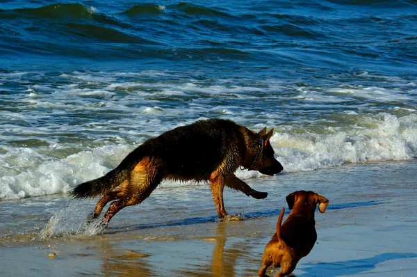 Teckel Duitse Herder Zand Strand Kust Polen — Stockfoto