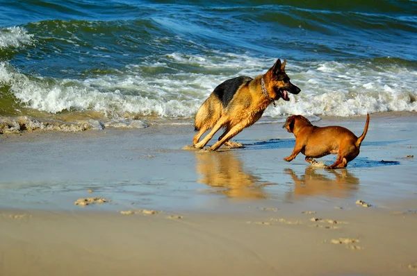 Dachshund Dan German Gembala Pantai Pantai Pasir Polandia — Stok Foto