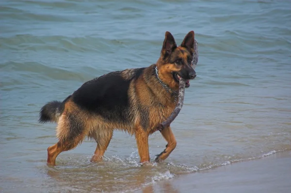 Cão Correndo Praia — Fotografia de Stock