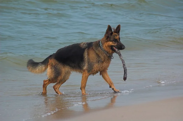 Engraçado Cão Jogar Fora — Fotografia de Stock