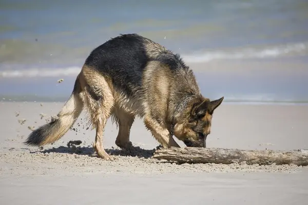 Dog German Shepherd Play Beach — Stock Photo, Image
