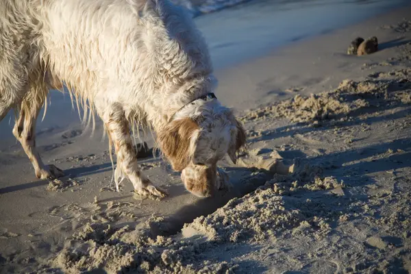 Setter Anglais Sur Côte Plage Sable Pologne — Photo