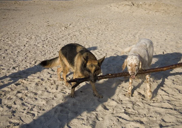 Setter Anglais Berger Allemand Sur Côte Plage Sable Pologne — Photo