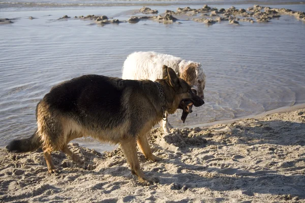 Setter Anglais Berger Allemand Sur Côte Plage Sable Pologne — Photo