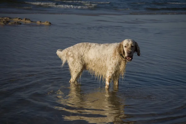 Setter Anglais Sur Côte Plage Sable Pologne — Photo