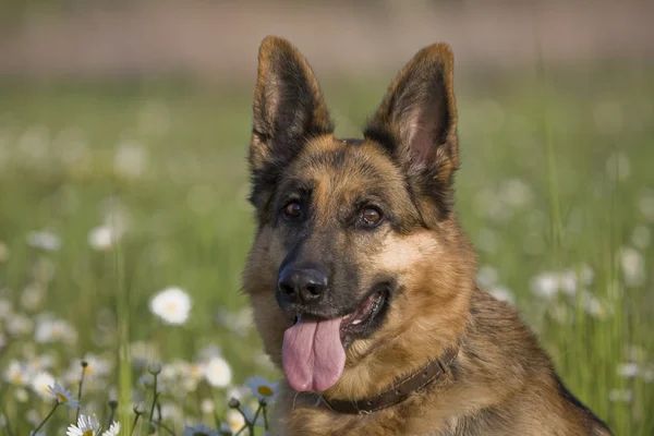 Cão e margarida — Fotografia de Stock