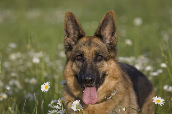 Cão e margarida — Fotografia de Stock