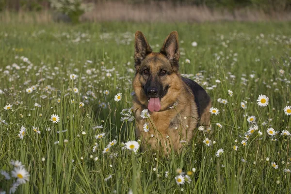 Cão e margarida — Fotografia de Stock