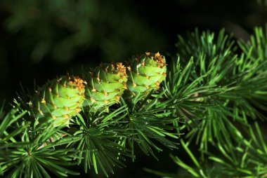 ağaç bahar bitki doğa içinde yeşil çam