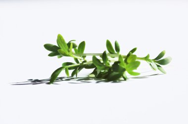 guguk kuşu-çiçek, yeşil, Paskalya, beyaz, backgraund, yemek, vitamini, diyet, Dekorasyon, 