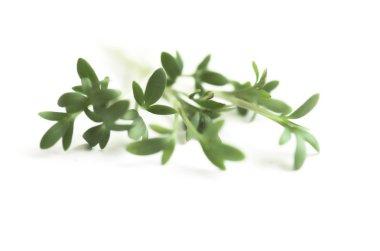 guguk kuşu-çiçek, yeşil, Paskalya, beyaz, backgraund, yemek, vitamini, diyet, Dekorasyon, 