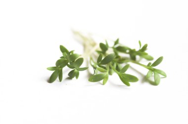 guguk kuşu-çiçek, yeşil, Paskalya, beyaz, backgraund, yemek, vitamini, diyet, Dekorasyon, 