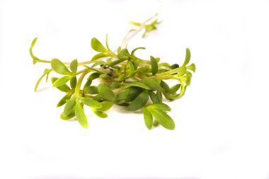 Paskalya yeşil guguk kuşu-beyaz arka plan bahar çiçek