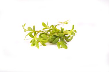 Paskalya yeşil guguk kuşu-beyaz arka plan bahar çiçek