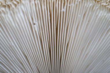 ayrıntı görünümü yabani mantar doku