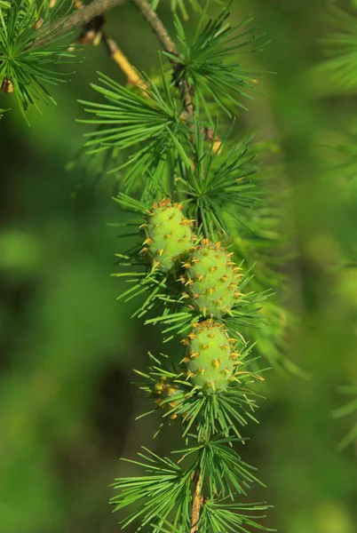Зелена Сосна Весняній Рослині Дерево Природи — стокове фото