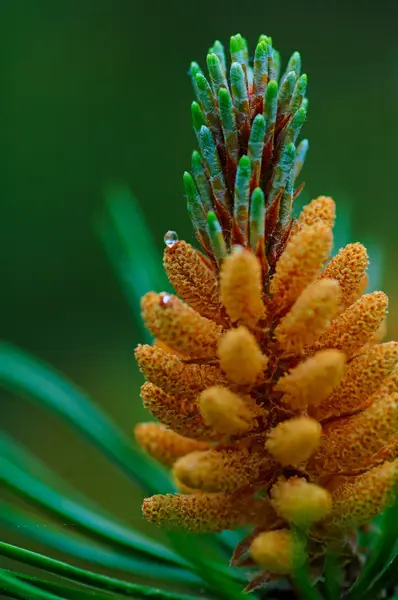 Zielone Sosny Drzewo Natura Roślina Wiosna — Zdjęcie stockowe