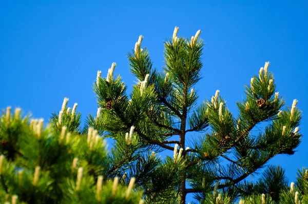 Grüne Kiefer Frühling Pflanzen Naturbaum — Stockfoto