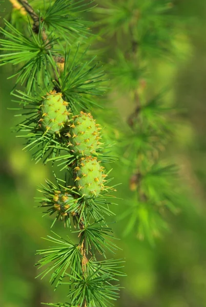 Zielone Sosny Drzewo Natura Roślina Wiosna — Zdjęcie stockowe