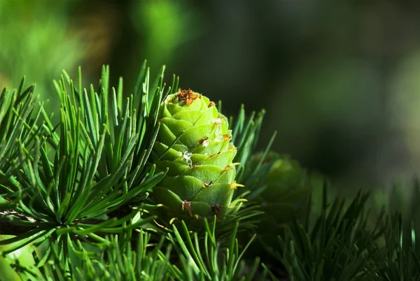 Groene Pijnbomen Voorjaar Plant Natuur Boom — Stockfoto