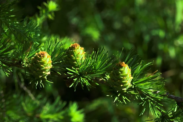 Καταπράσινο Πευκοδάσος Στο Δένδρο Φύσης Εγκαταστάσεων Άνοιξη — Φωτογραφία Αρχείου