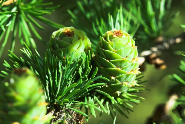 Groene Pijnbomen Voorjaar Plant Natuur Boom — Stockfoto