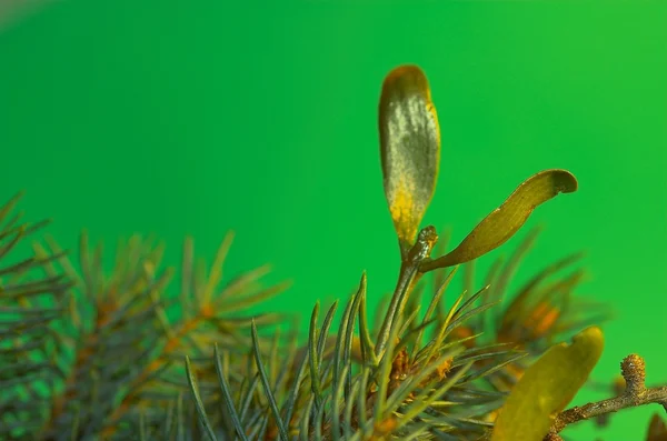 Abeto Cono Otoño Fondo Marrón Navidad Primer Plano Conos Coníferas — Foto de Stock