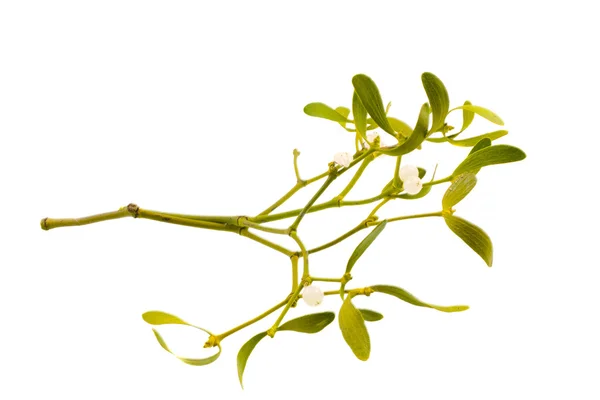 Closeup Mistletoe Branch White Background — Stock Photo, Image