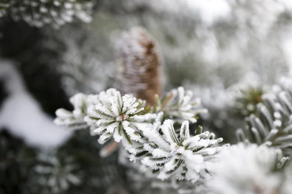 Big Pine Cone Sur Arbre Recouvert Neige — Photo