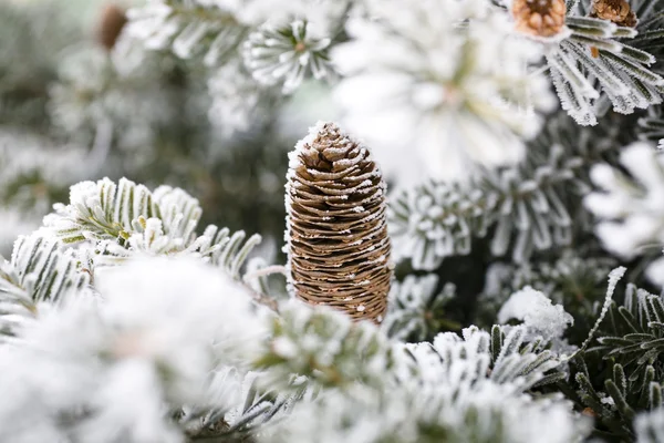 Stor Kotte Trädet Täckt Med Snö — Stockfoto