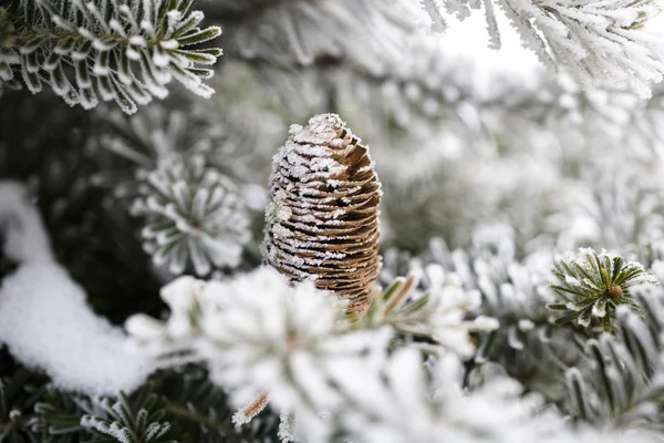 大きな木の円錐形の松が雪で覆われて — ストック写真