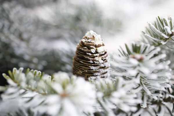 Cono Pino Grande Sull Albero Coperto Neve — Foto Stock