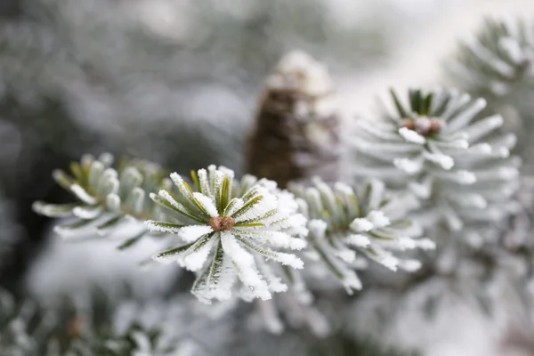 Cono Pino Grande Árbol Cubierto Nieve —  Fotos de Stock