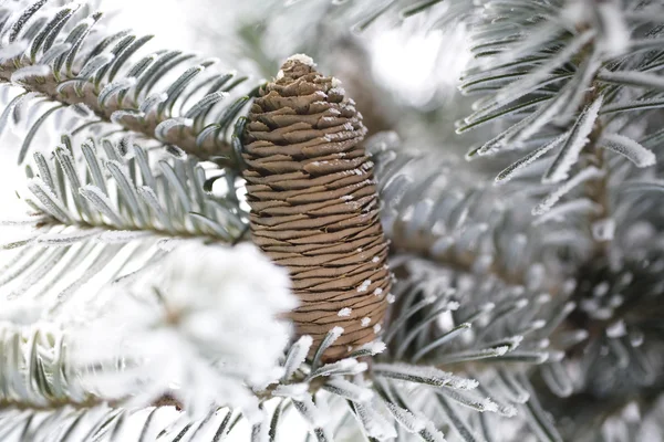 Μεγάλο Κουκουνάρι Πάνω Στο Δέντρο Που Καλύπτονται Χιόνι — Φωτογραφία Αρχείου
