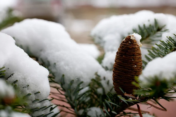 Big Pine Cone Árvore Coberta Neve — Fotografia de Stock