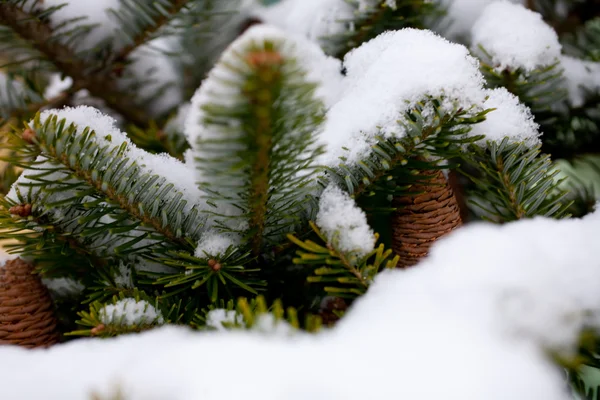 Big Pine Cone Árvore Coberta Neve — Fotografia de Stock