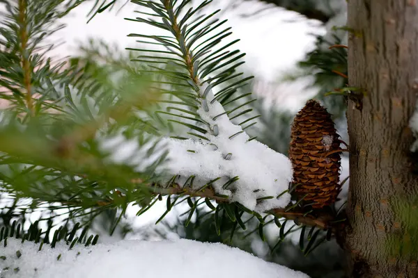 Velká Šiška Stromě Pokryté Sněhem — Stock fotografie