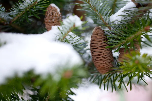 Cono Pino Grande Árbol Cubierto Nieve —  Fotos de Stock