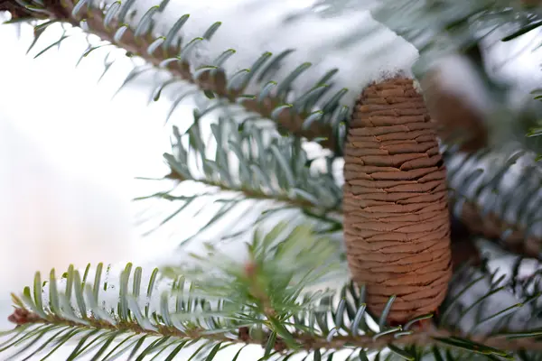 Grote Dennenappel Boom Bedekt Met Sneeuw — Stockfoto