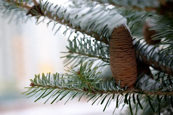 Big Pine Cone Sur Arbre Recouvert Neige — Photo