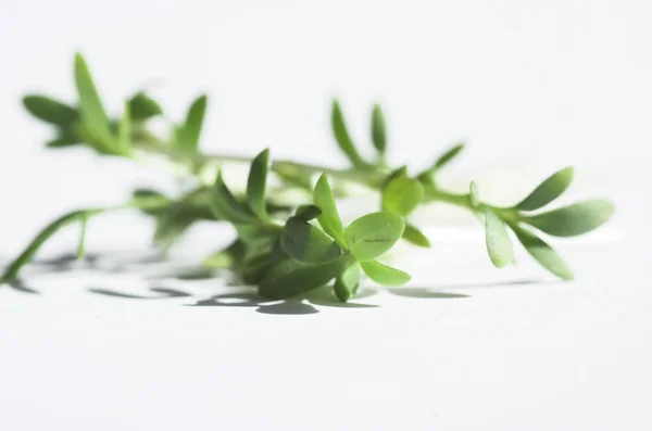 Cuco Flor Verde Páscoa Branco Backgraund Comer Vitamina Dieta Decoração — Fotografia de Stock