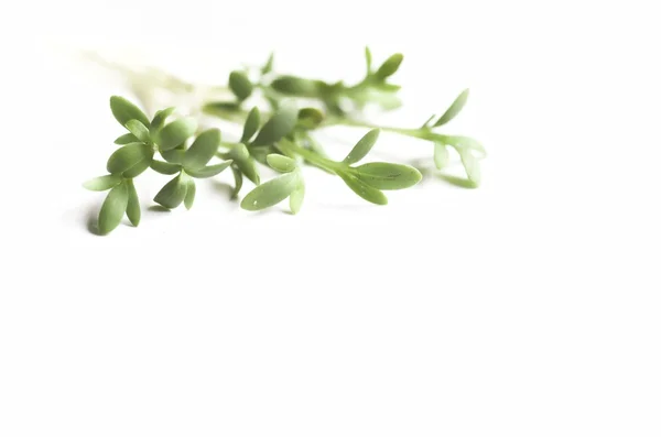 Cuco Flor Verde Pascua Blanco Backgraund Comer Vitamina Dieta Decoración —  Fotos de Stock