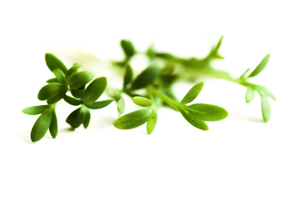 Cuco Flor Verde Páscoa Branco Backgraund Comer Vitamina Dieta Decoração — Fotografia de Stock