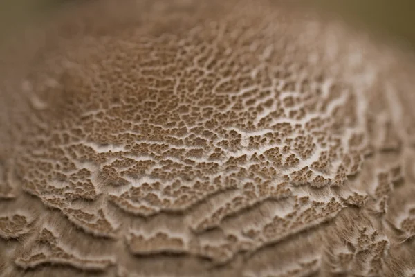 Vue Détaillée Texture Des Champignons Sauvages — Photo