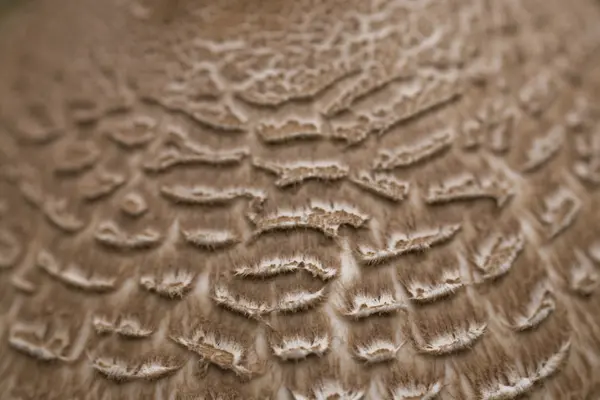 Widok Szczegółów Dziki Grzyb Tekstury — Zdjęcie stockowe