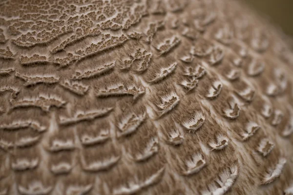 Widok Szczegółów Dziki Grzyb Tekstury — Zdjęcie stockowe
